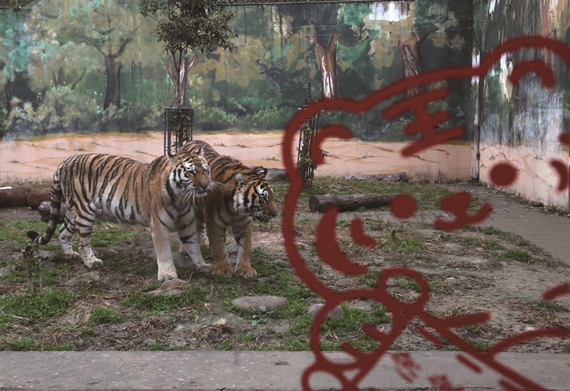 温州动物园“虎”元素上线 欢迎市民前往打卡